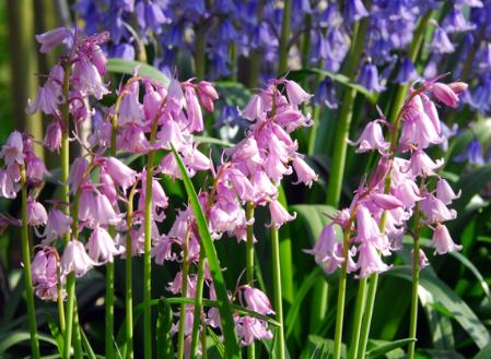 wood hyacinth,endymion